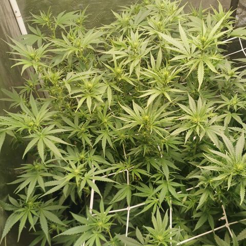 Grandmommy Purple #2 growlog timeline photo
