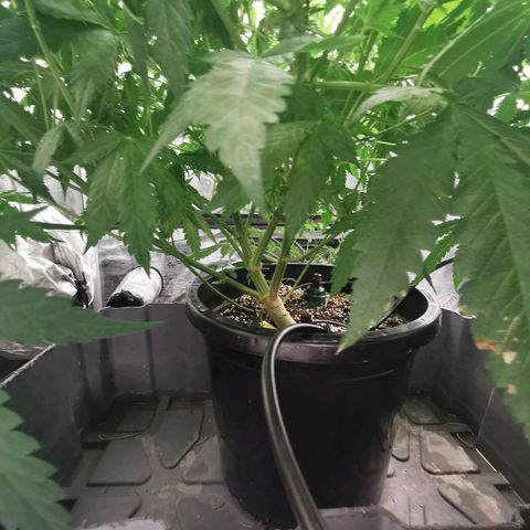 Grandmommy Purple #2 growlog photo: Gave her a trim yesterday, day 8 of flower 