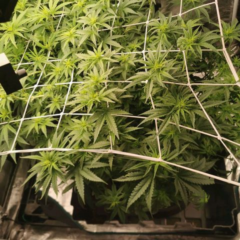 Grandmommy Purple #1 growlog timeline photo