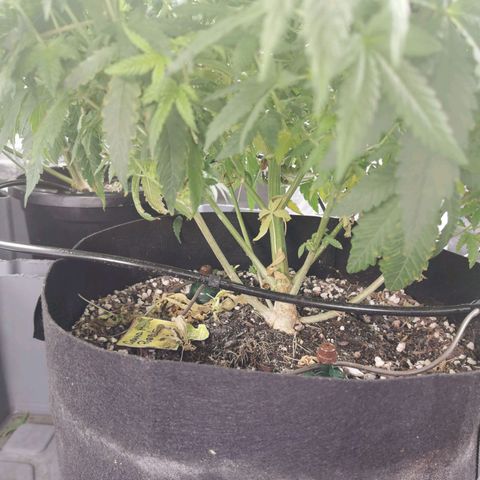 Grandmommy Purple #1 growlog timeline photo