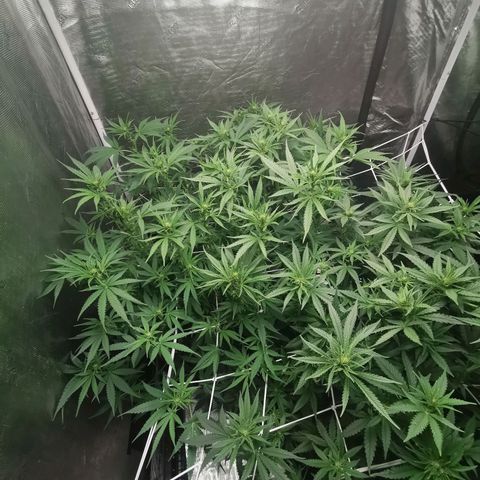 Grandmommy Purple #2 growlog timeline photo