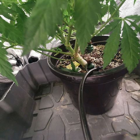 Grandmommy Purple #2 growlog photo: Gave her a trim yesterday, day 8 of flower 