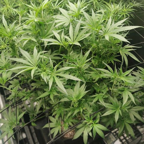 Mimosa X Orange Punch growlog timeline photo