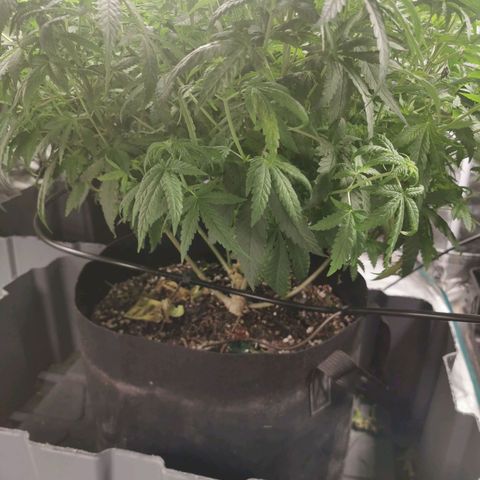 Grandmommy Purple #1 growlog timeline photo