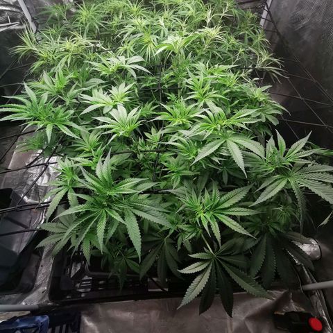 Mimosa X Orange Punch growlog timeline photo