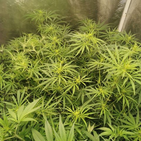 Apple Betty Herbies growlog timeline photo