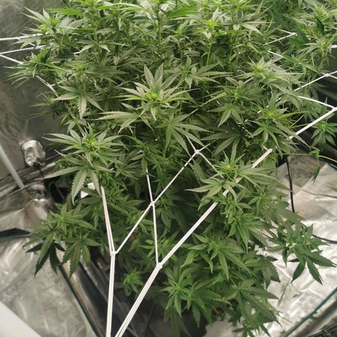 Grandmommy Purple #1 growlog timeline photo