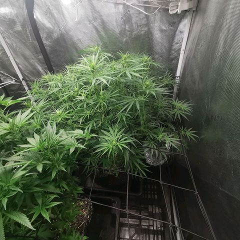 Apple Betty Herbies growlog timeline photo