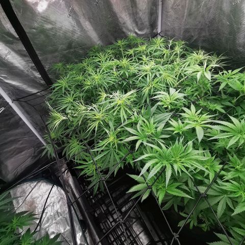 Apple Betty Herbies growlog timeline photo