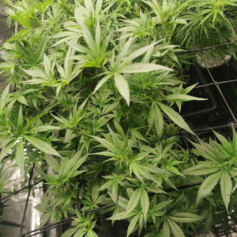 Mimosa X Orange Punch growlog timeline photo