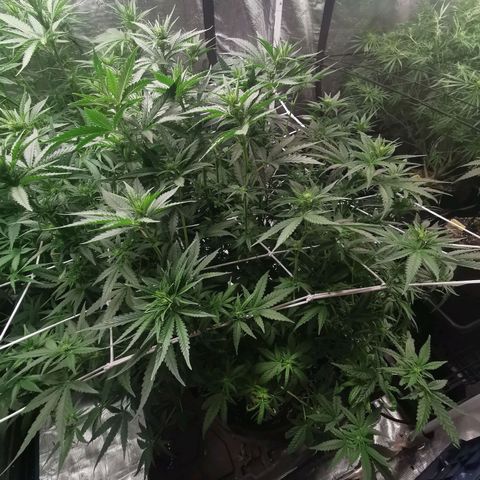 Grandmommy Purple #1 growlog timeline photo