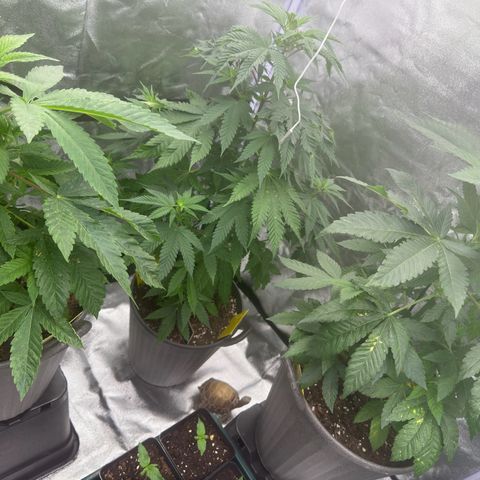 OGB  growlog timeline photo