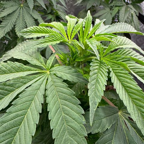 OGB  growlog timeline photo