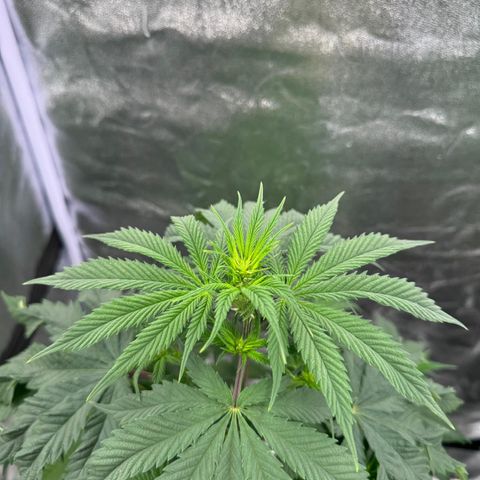 OGB  growlog timeline photo