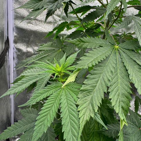 OGB  growlog timeline photo