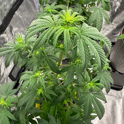 OGB  growlog timeline photo