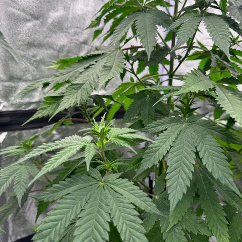 OGB  growlog timeline photo