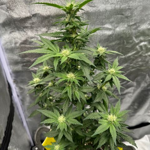 OGB  growlog timeline photo