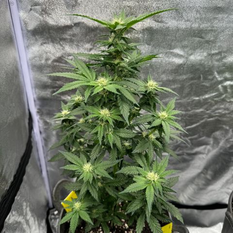 OGB  growlog timeline photo