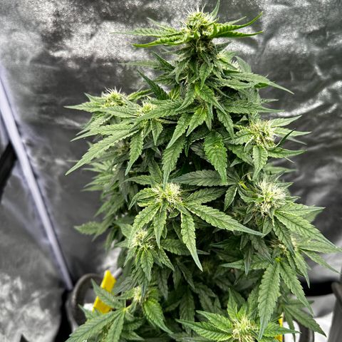 OGB  growlog timeline photo