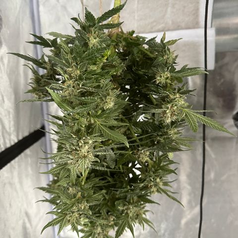 OGB  growlog timeline photo