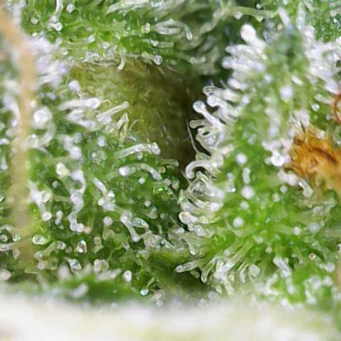 OGB  growlog timeline photo