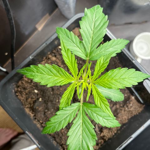Blue (récolter 20 à 30% ambré) growlog photo: Belle végétative phase 