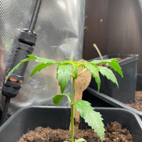 Blue (récolter 20 à 30% ambré) growlog photo: Belle végétative phase 