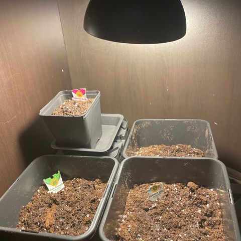 Blue (récolter 20 à 30% ambré) growlog photo: A to B