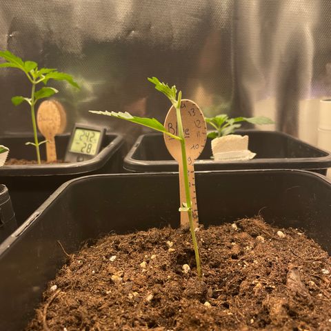 Blue (récolter 20 à 30% ambré) growlog photo: A to B