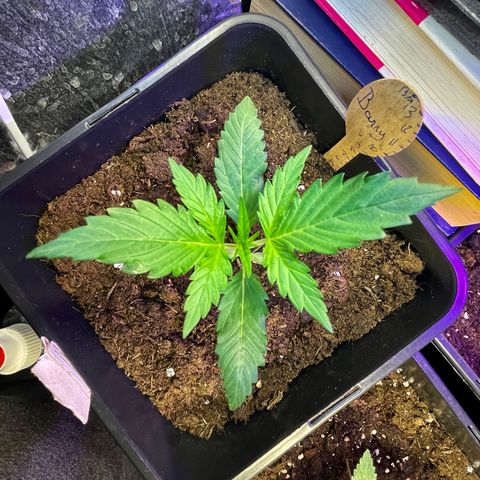 Blue (récolter 20 à 30% ambré) growlog photo: A to B