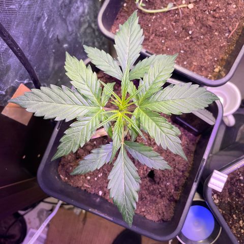 Blue (récolter 20 à 30% ambré) growlog photo: Topping fait! (En vue d’un LSt sur le 2 futur branche)
