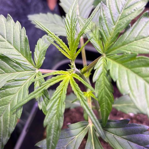 Blue (récolter 20 à 30% ambré) growlog photo: Topping fait! (En vue d’un LSt sur le 2 futur branche)