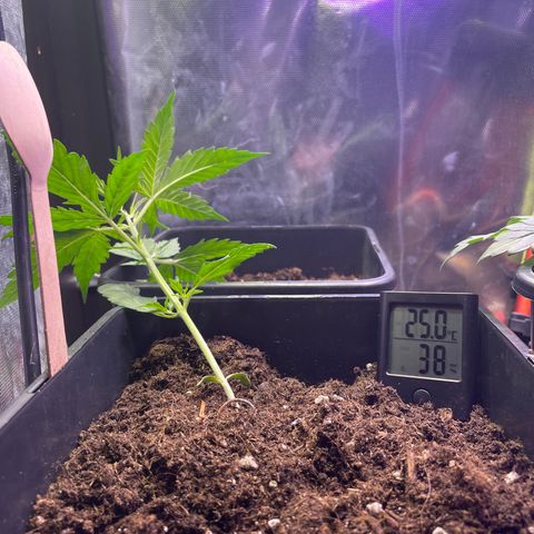 Blue (récolter 20 à 30% ambré) growlog photo: Pallisage. LST elle c’est redresser un peut (touche toujours le pot) le but est de la faire revenir de l’autre coter petit à petit.