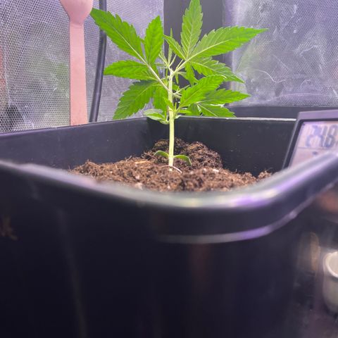 Blue (récolter 20 à 30% ambré) growlog photo: Pallisage. LST elle c’est redresser un peut (touche toujours le pot) le but est de la faire revenir de l’autre coter petit à petit.