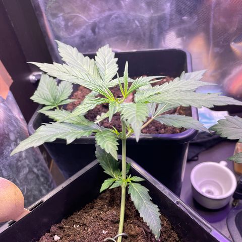 Blue (récolter 20 à 30% ambré) growlog photo: Pallisage. LST elle c’est redresser un peut (touche toujours le pot) le but est de la faire revenir de l’autre coter petit à petit.