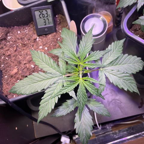 Blue (récolter 20 à 30% ambré) growlog photo: Femelle!!!