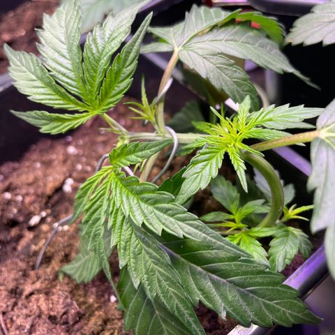 Blue (récolter 20 à 30% ambré) growlog photo: Femelle!!!