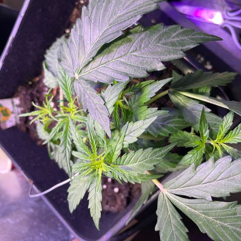 Blue (récolter 20 à 30% ambré) growlog photo: Pete la forme, LsT efficace (a continuer) les tète principals prennent forme 