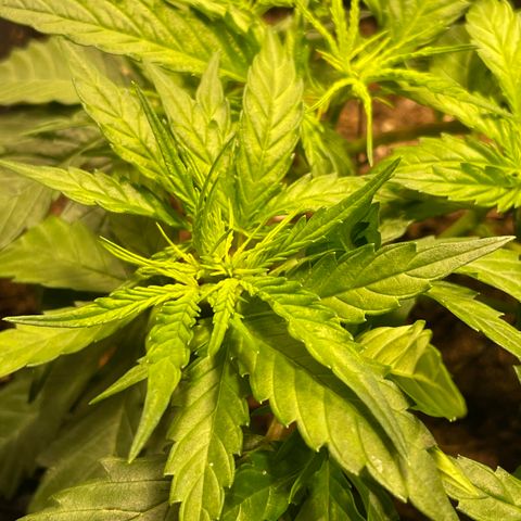 Blue (récolter 20 à 30% ambré) growlog photo: Pré fleur en formation!