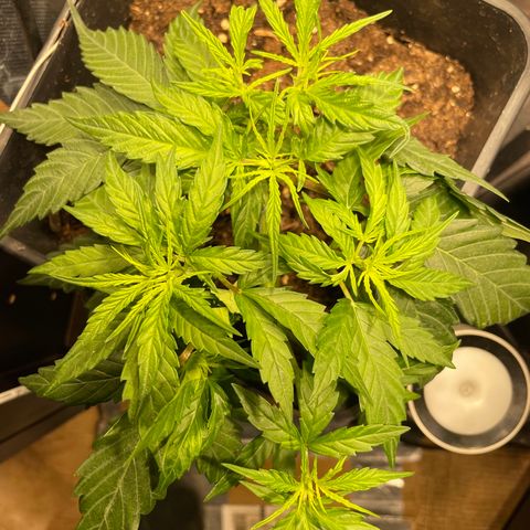 Blue (récolter 20 à 30% ambré) growlog photo: Pré fleur en formation!