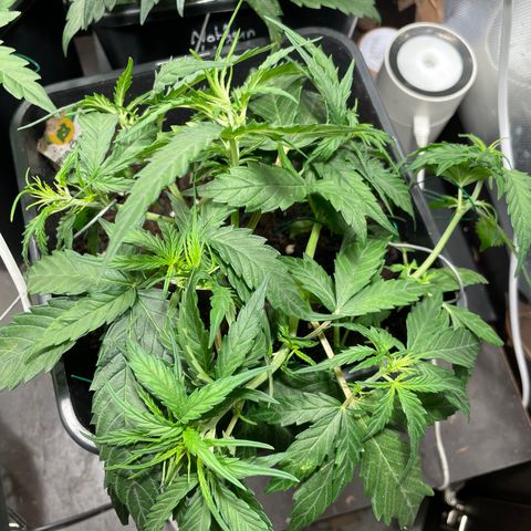 Blue (récolter 20 à 30% ambré) growlog timeline photo