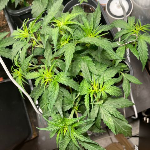 Blue (récolter 20 à 30% ambré) growlog timeline photo