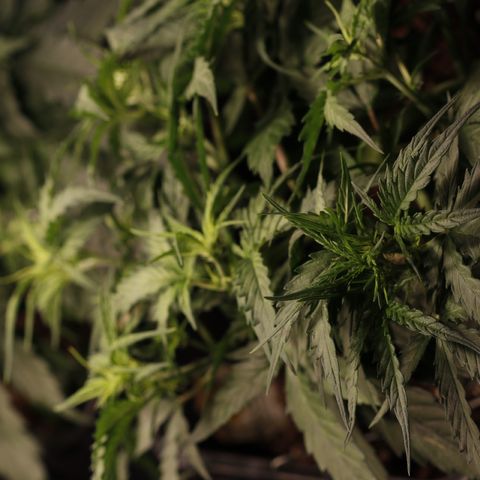Blue (récolter 20 à 30% ambré) growlog timeline photo