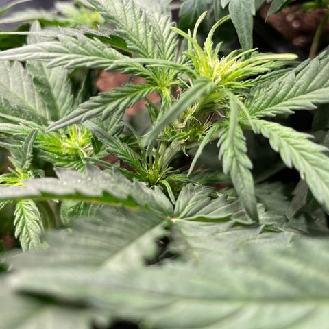 Blue (récolter 20 à 30% ambré) growlog timeline photo