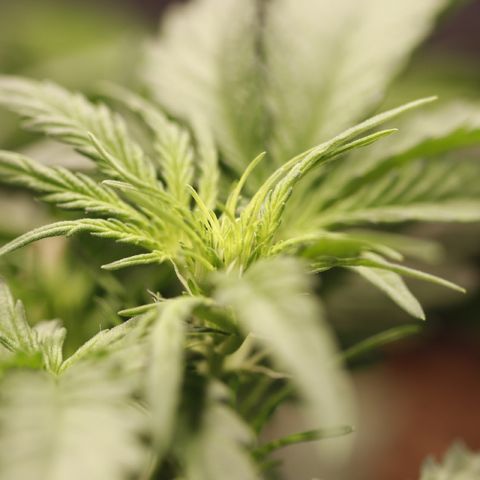 Blue (récolter 20 à 30% ambré) growlog timeline photo
