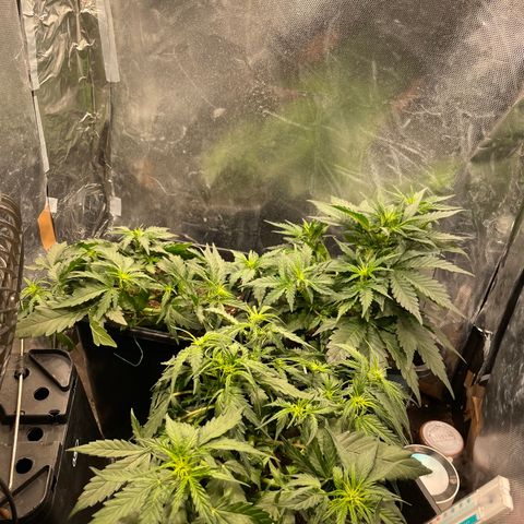 Blue (récolter 20 à 30% ambré) growlog timeline photo