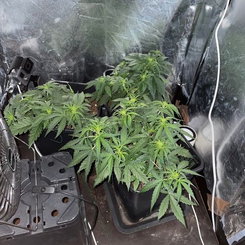 Blue (récolter 20 à 30% ambré) growlog timeline photo