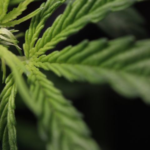 Blue (récolter 20 à 30% ambré) growlog timeline photo