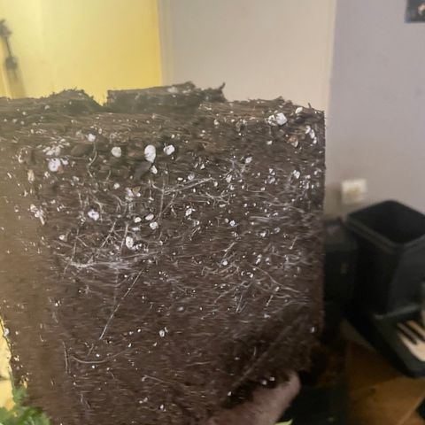 Blue (récolter 20 à 30% ambré) growlog photo: Rempotage 